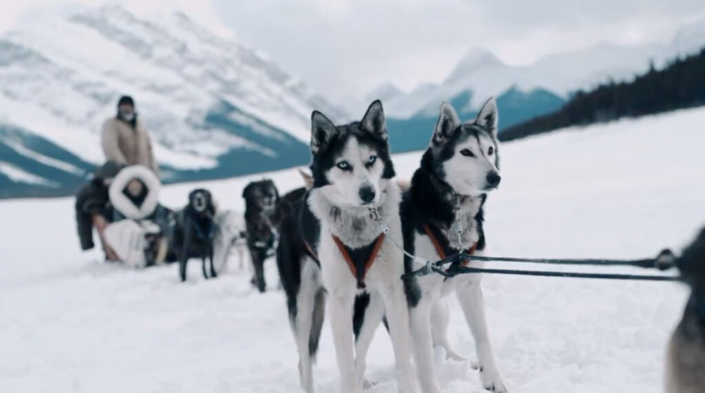 Dog Sledding – Travel Alberta C&B Advertising Hubert Kang