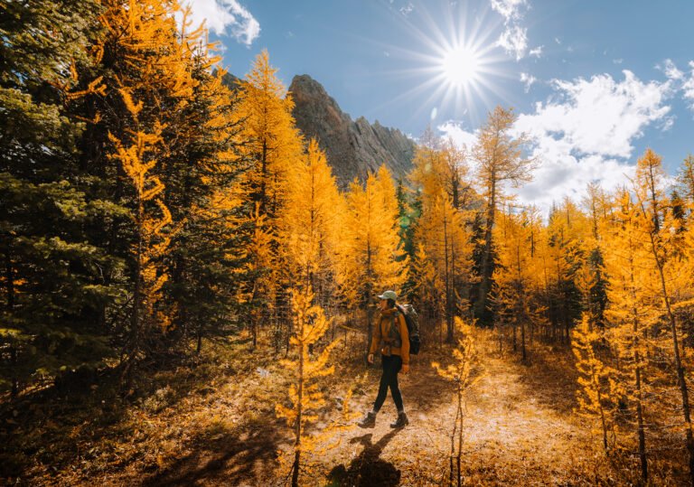 Hiker enjoying larch tress at Little Arethusa Trail.