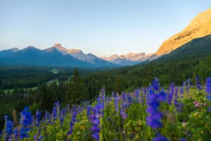Summen Wildflowers Mountains – Tyler Macsemniuk