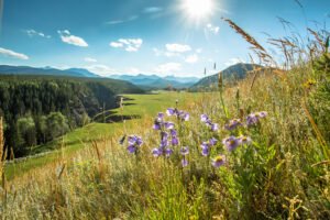Wildflowers Golf Course – Neil Zeller @neil_zee