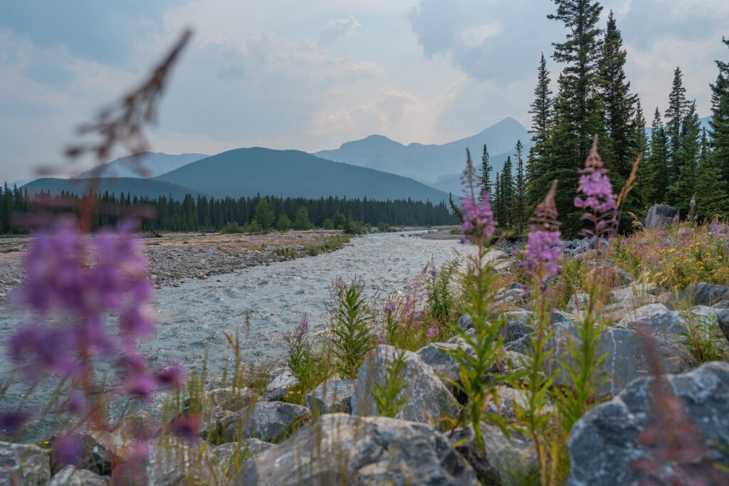 Wildflowers River – Travel Alberta_Dusty Cressey