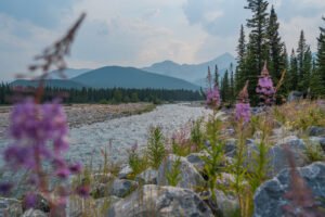 Wildflowers River – Travel Alberta_Dusty Cressey