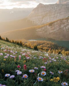 Wildflowers – Travel Alberta_Victor Aerden